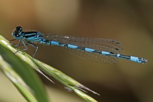 Coenagrion mercuriale